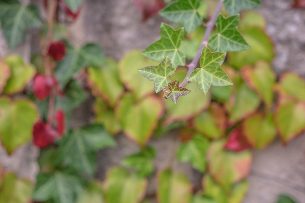 leaves golden autumn fall foliage free photo