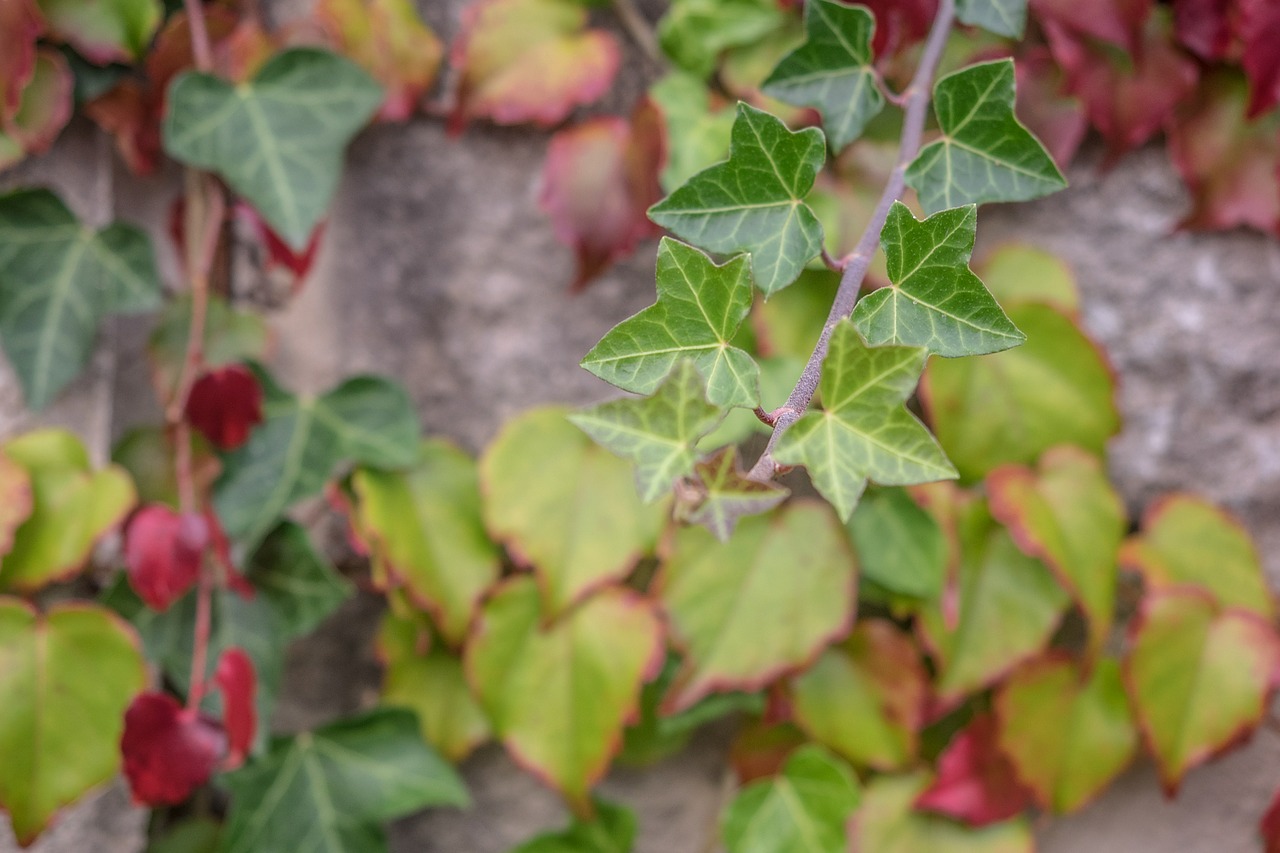 leaves golden autumn fall foliage free photo