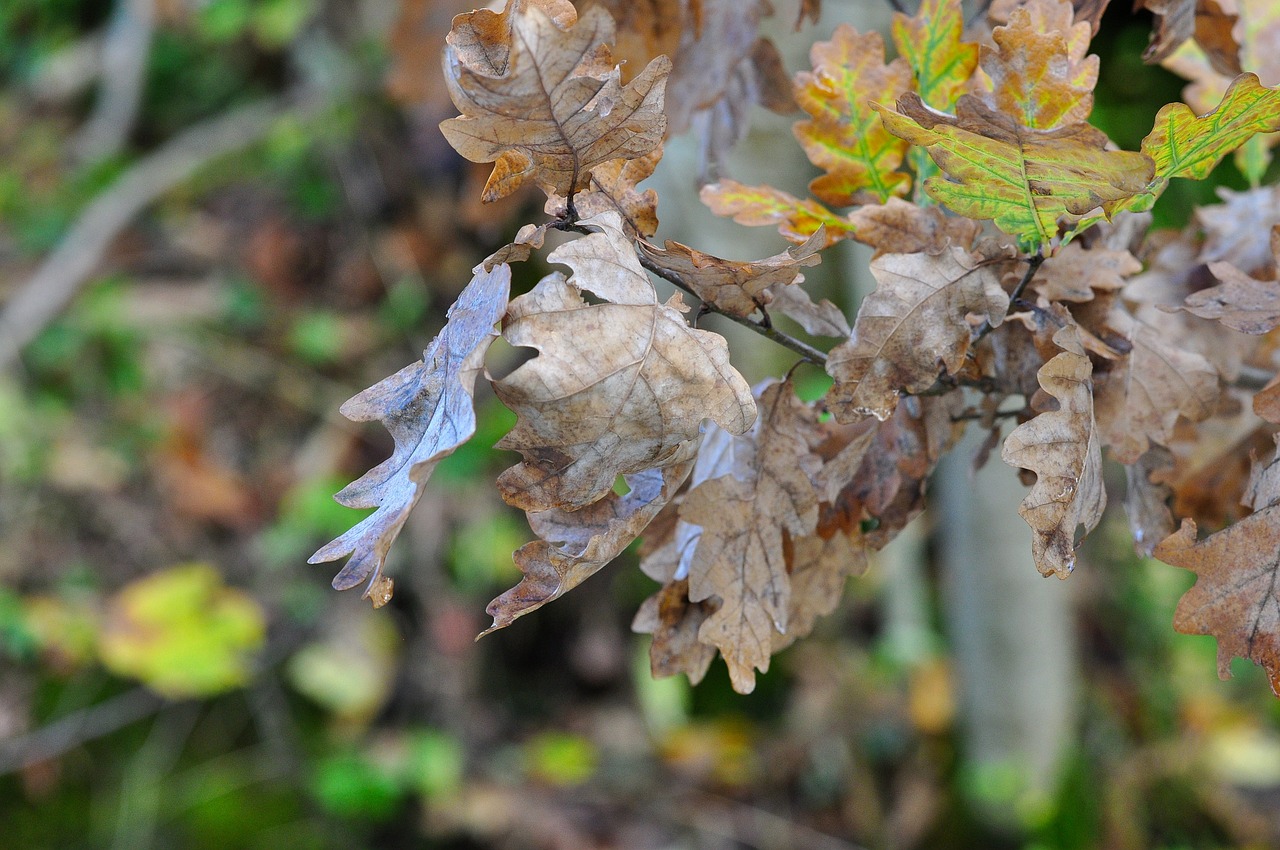 leaves nature autumn free photo