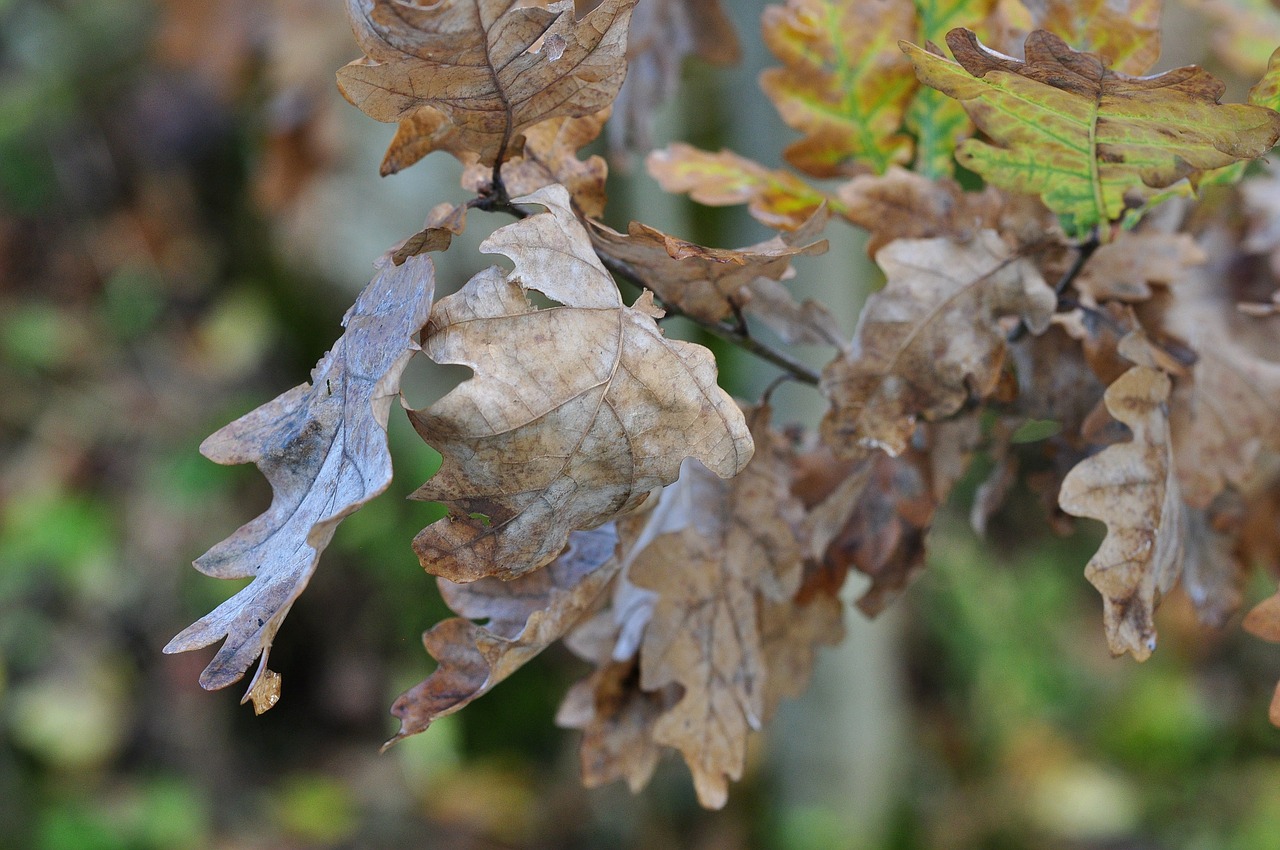 leaves nature autumn free photo