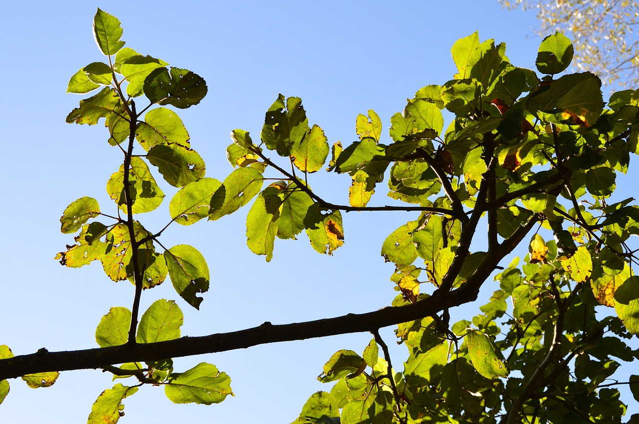 leaves apple tree green free photo