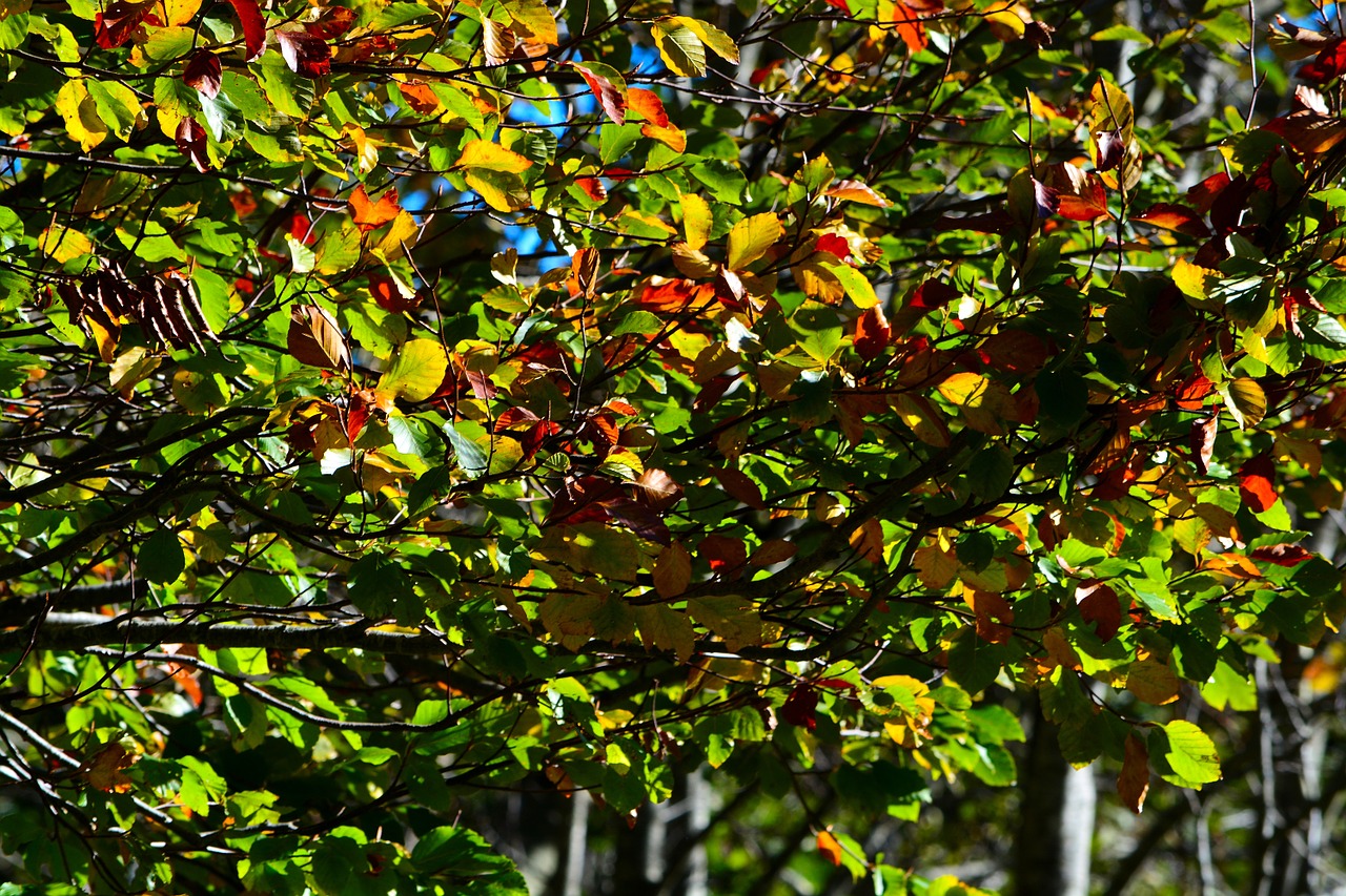 leaves aesthetic tree free photo