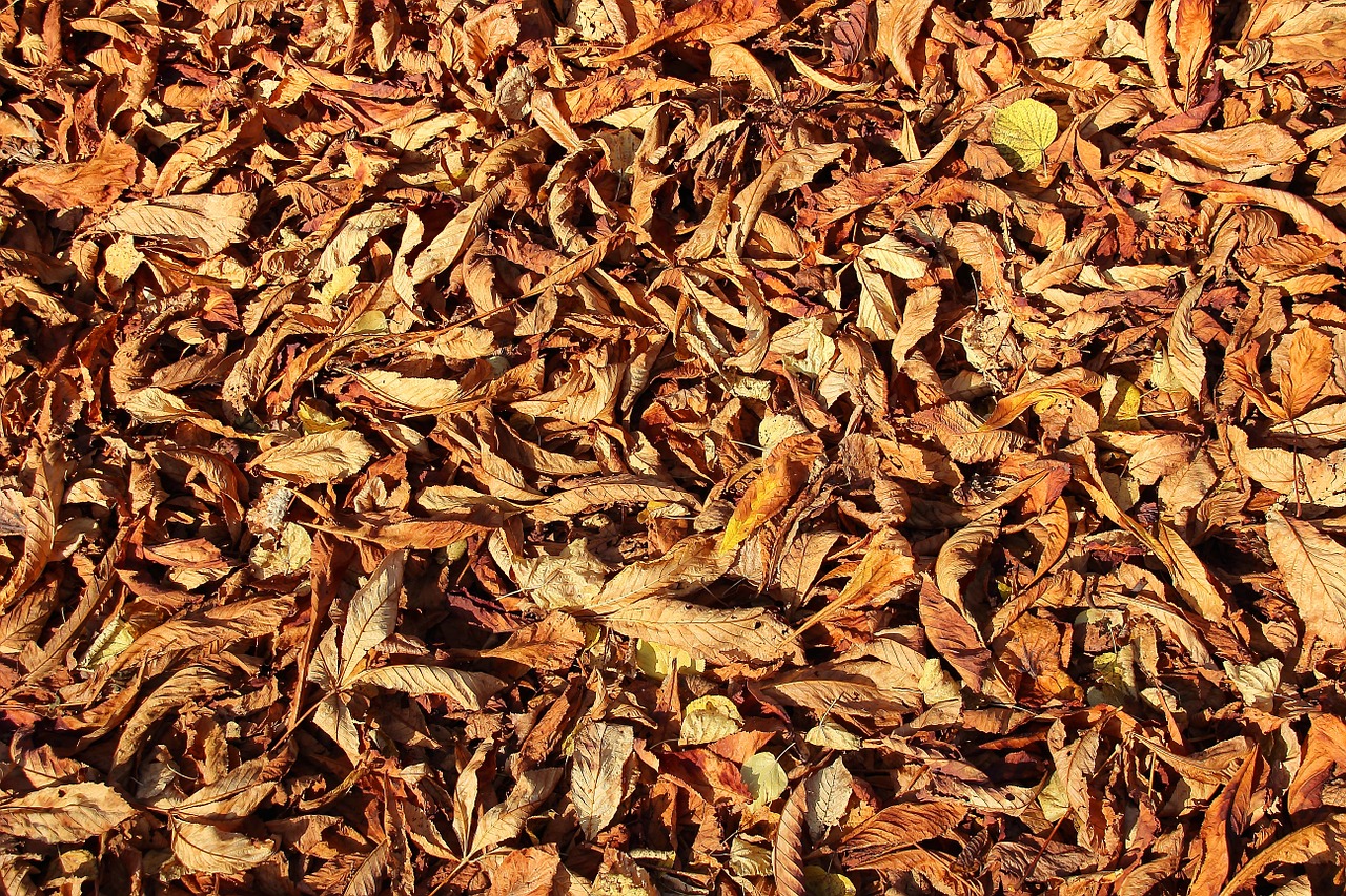 leaves autumn forest floor free photo