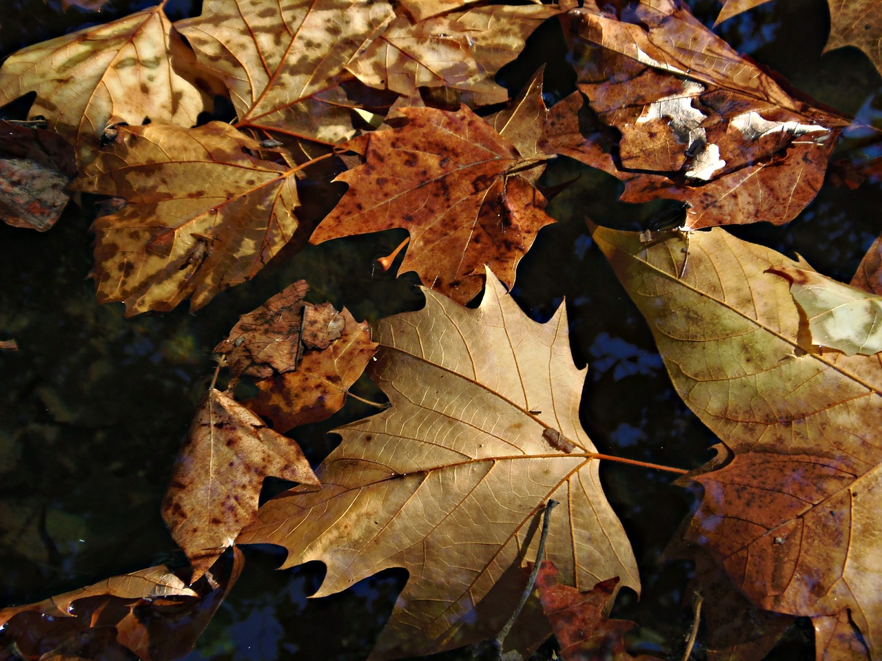 leaves autumn autumn leaves free photo