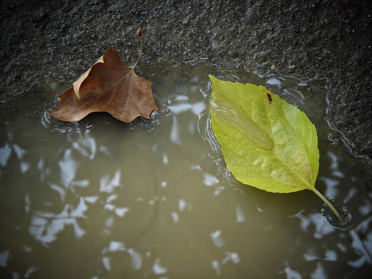 leaves autumn autumn leaves free photo