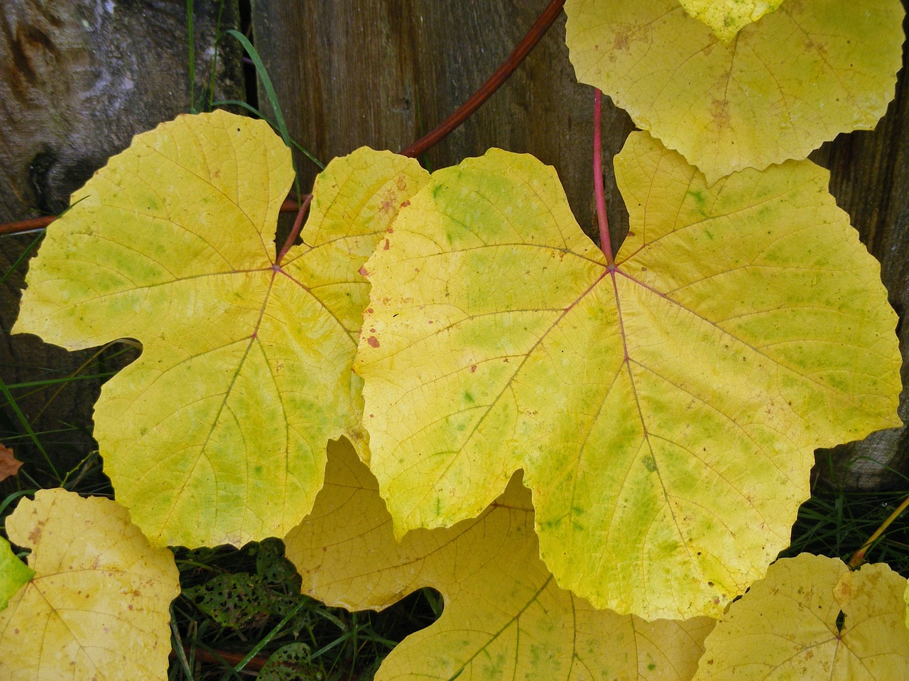 leaves grape autumn free photo