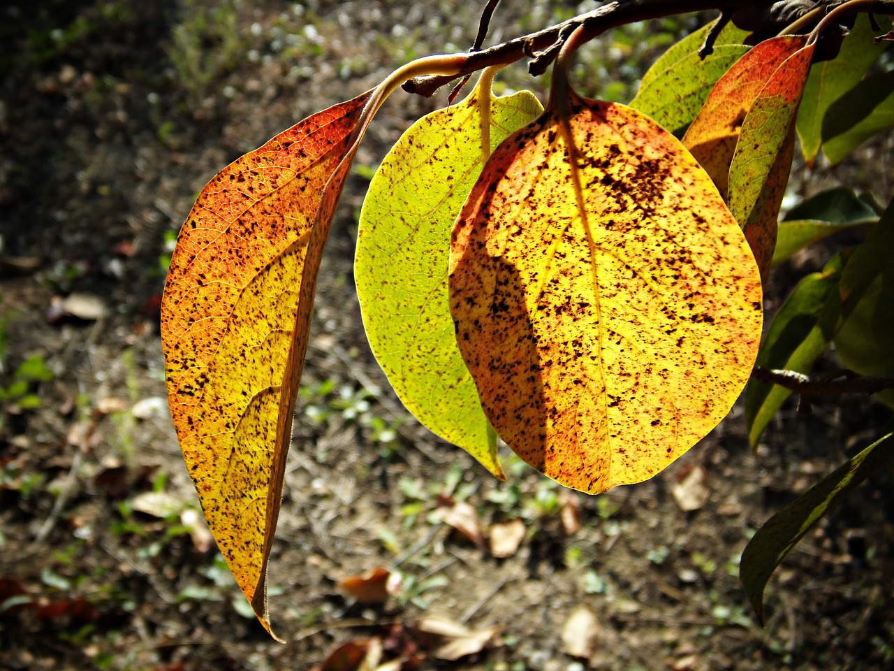 leaves autumn autumn leaves free photo