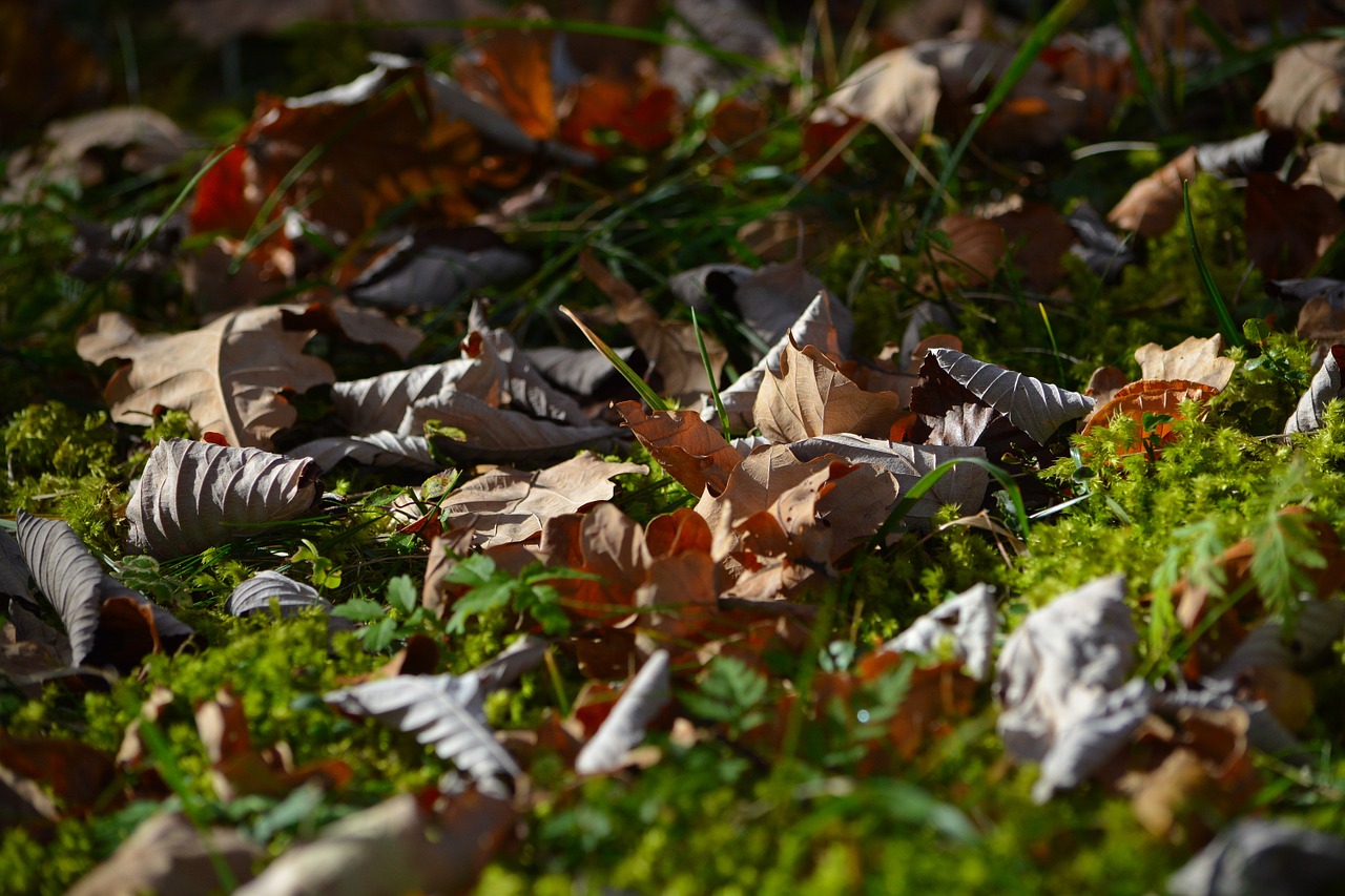 leaves meadow nature free photo