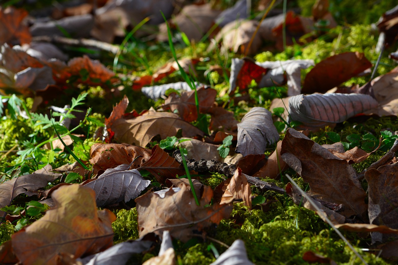 leaves meadow nature free photo