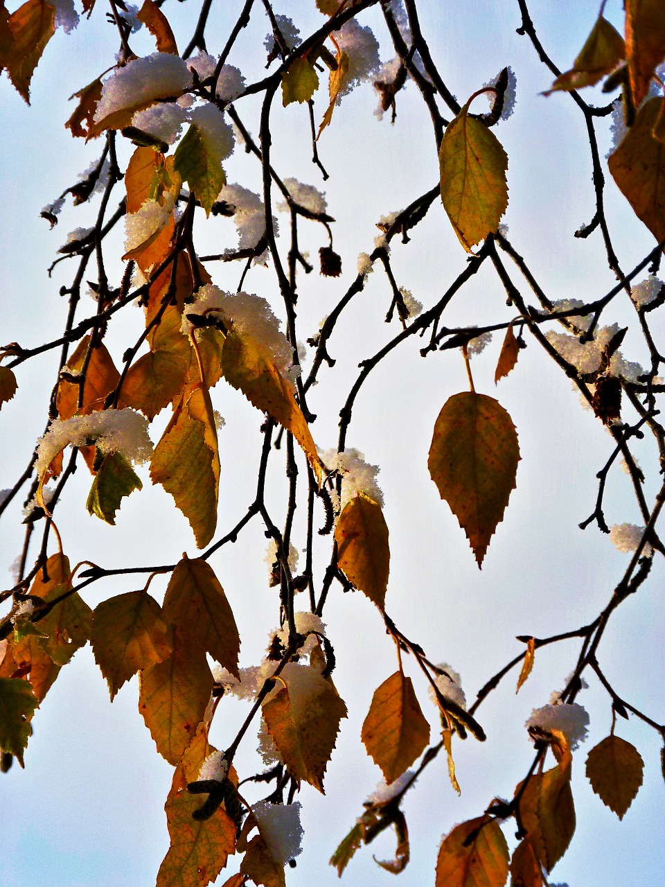 leaves snow branches free photo