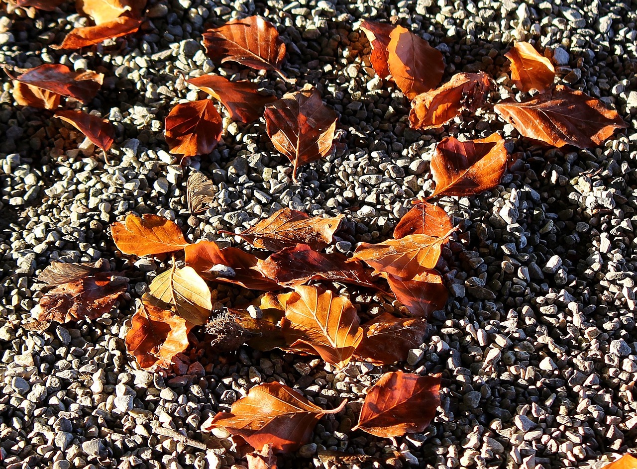 leaves fall foliage autumn free photo