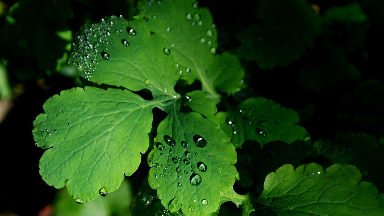 leaves dew green free photo