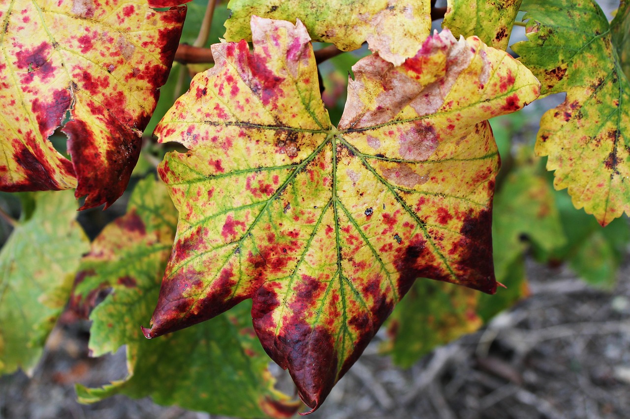 leaves autumn colors free photo