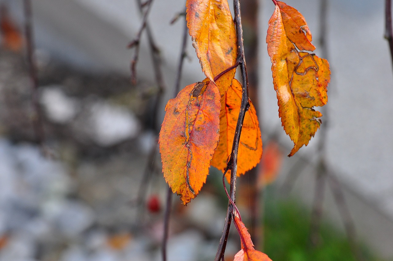 leaves autumn macro free photo