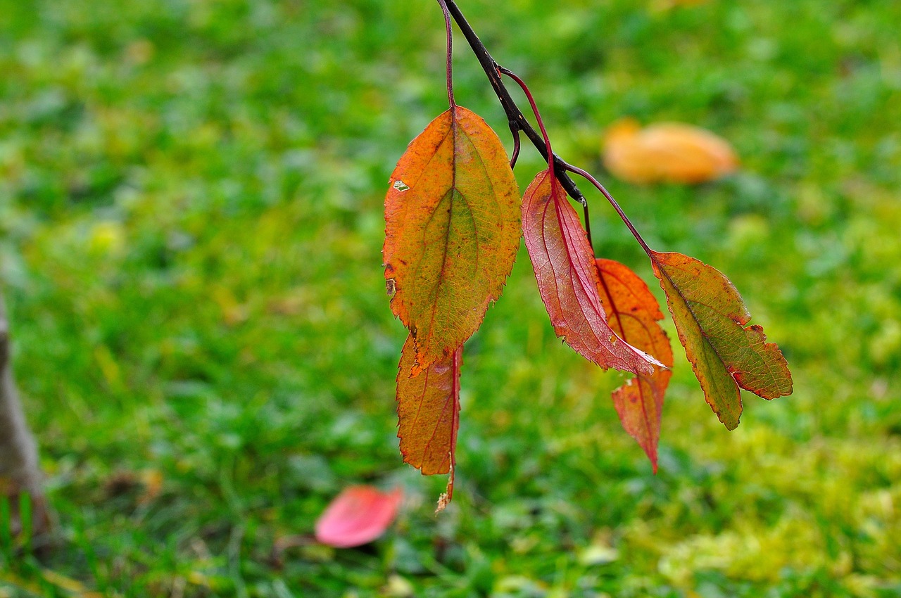 leaves nature macro free photo