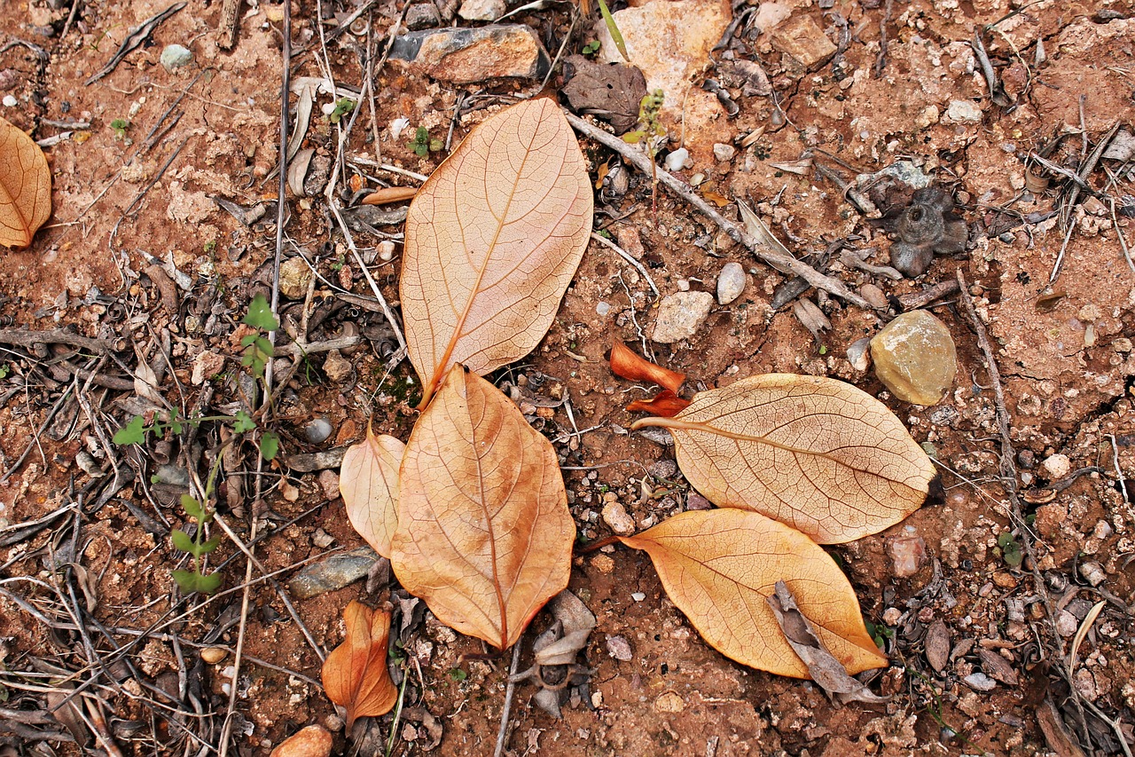 leaves dried leaves autumn free photo