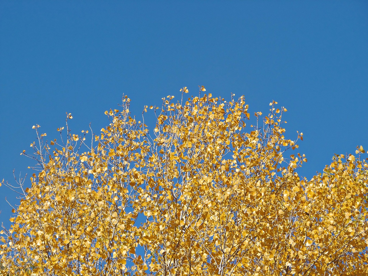 leaves yellow autumn free photo