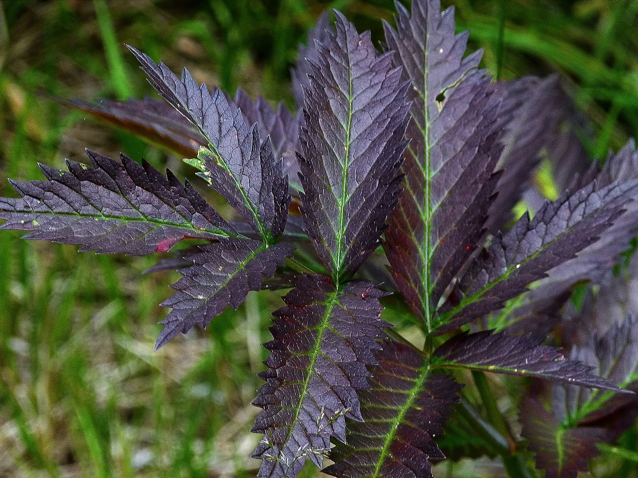 leaves purple fresh free photo