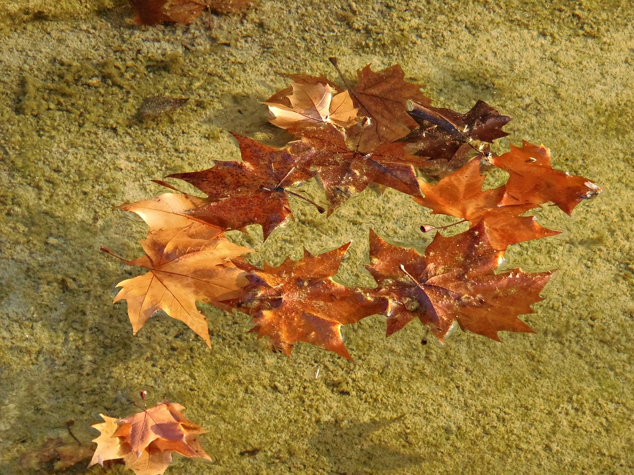 leaves autumn water free photo