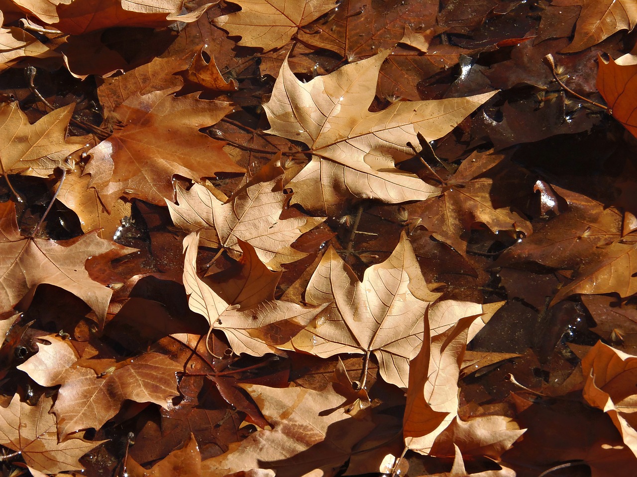 leaves autumn brown free photo