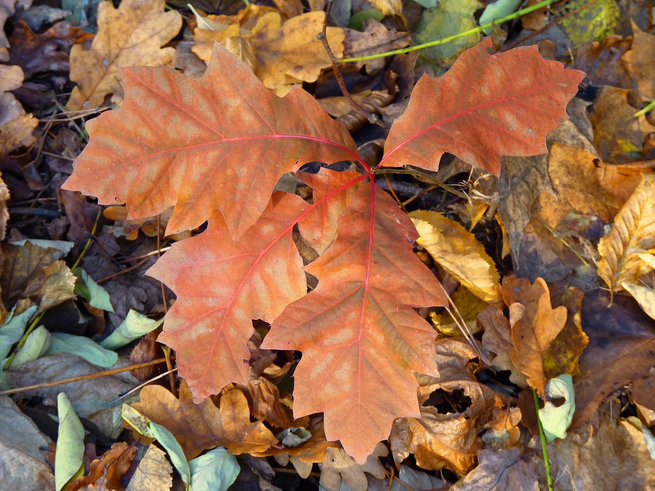 leaves autumn leaf free photo