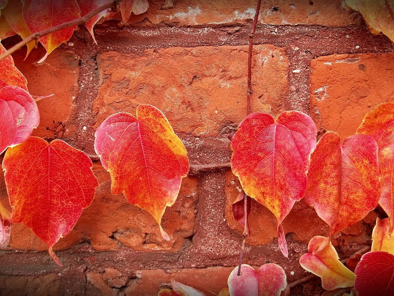 leaves autumn wall free photo
