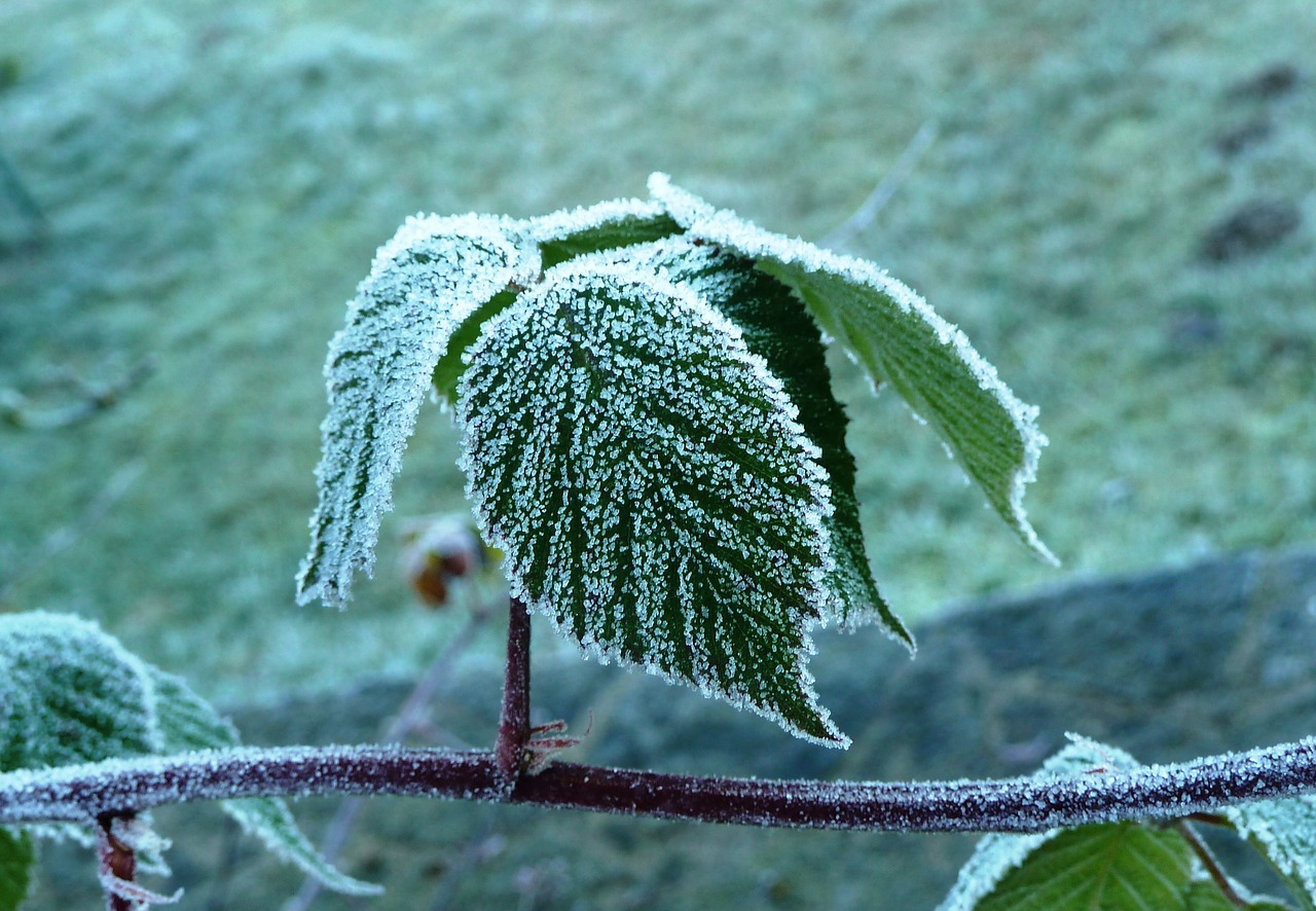 leaves frost cold free photo