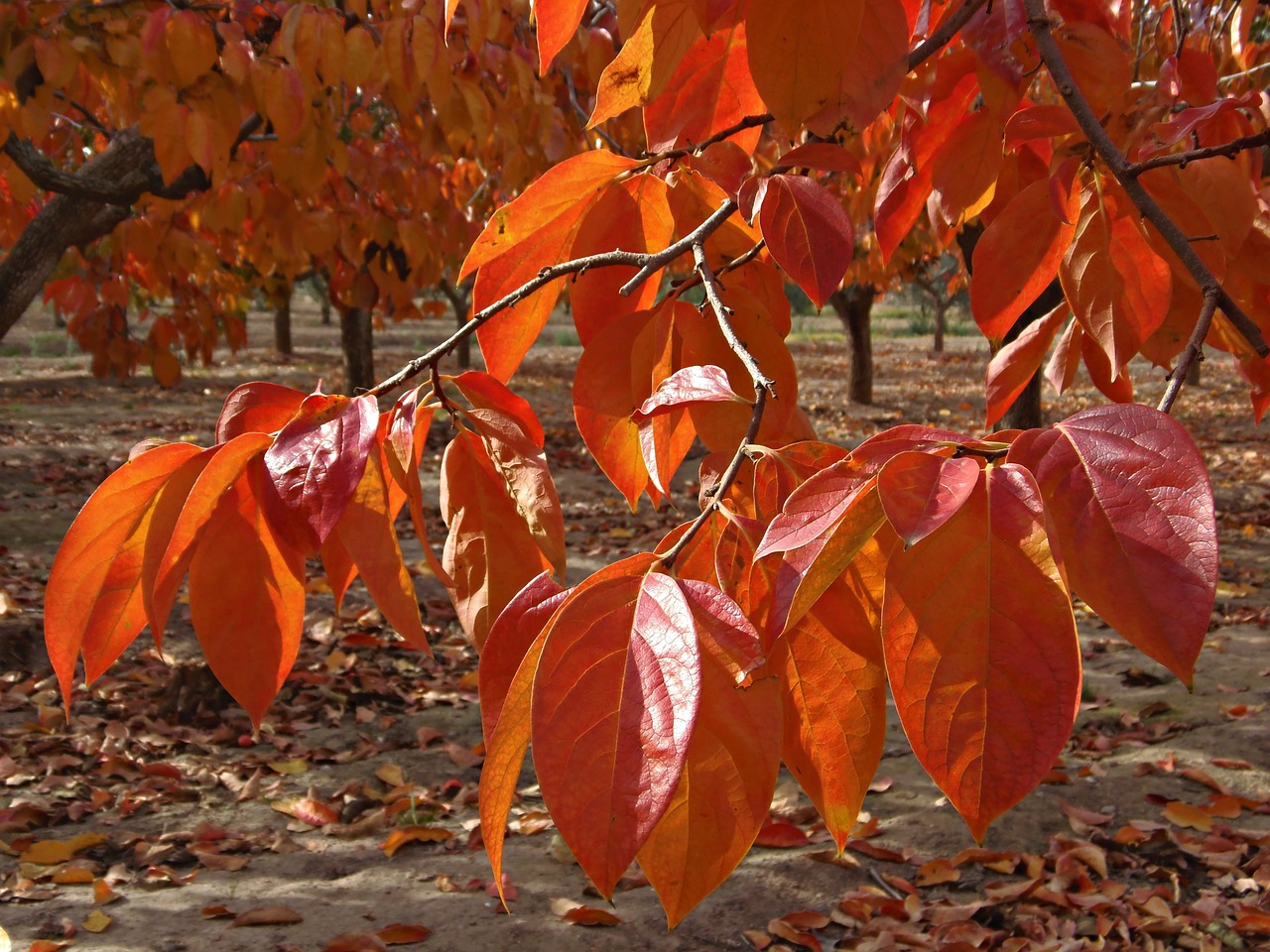 leaves reddish autumn free photo