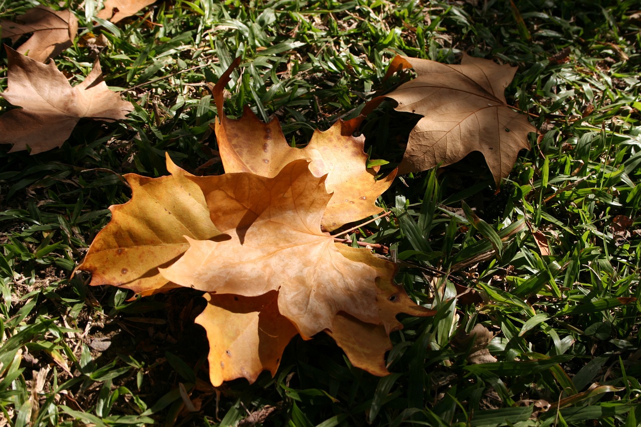 leaves dried garden free photo