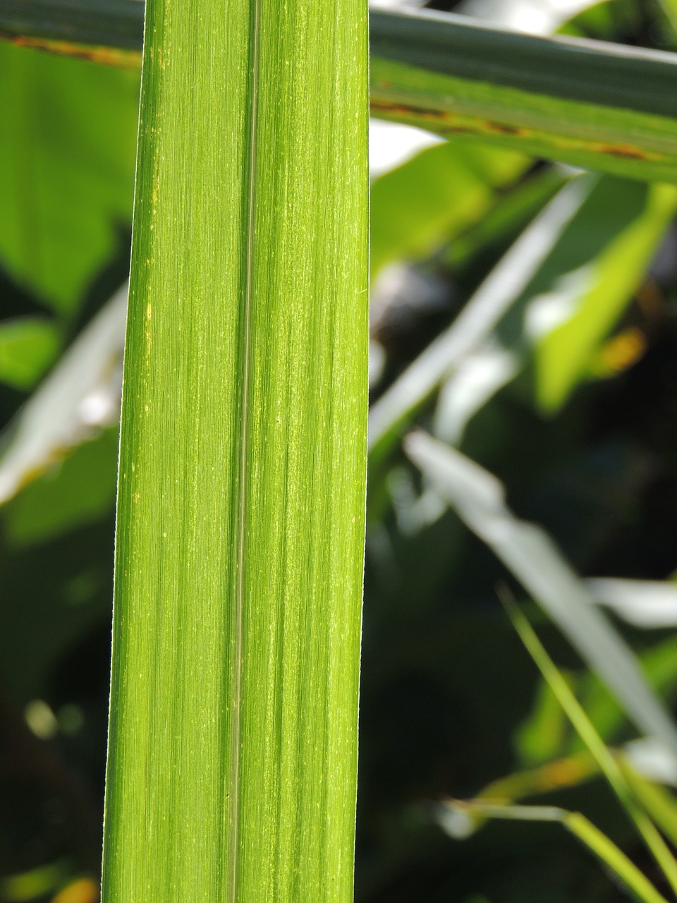 leaves reed bed green free photo