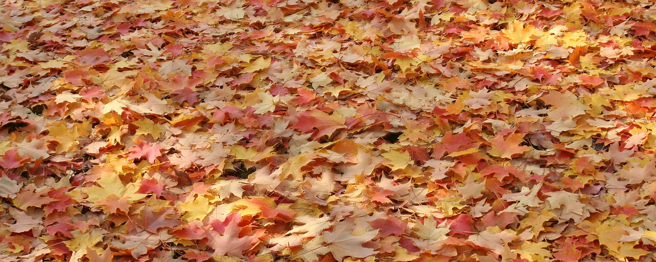 leaves autumn fall free photo
