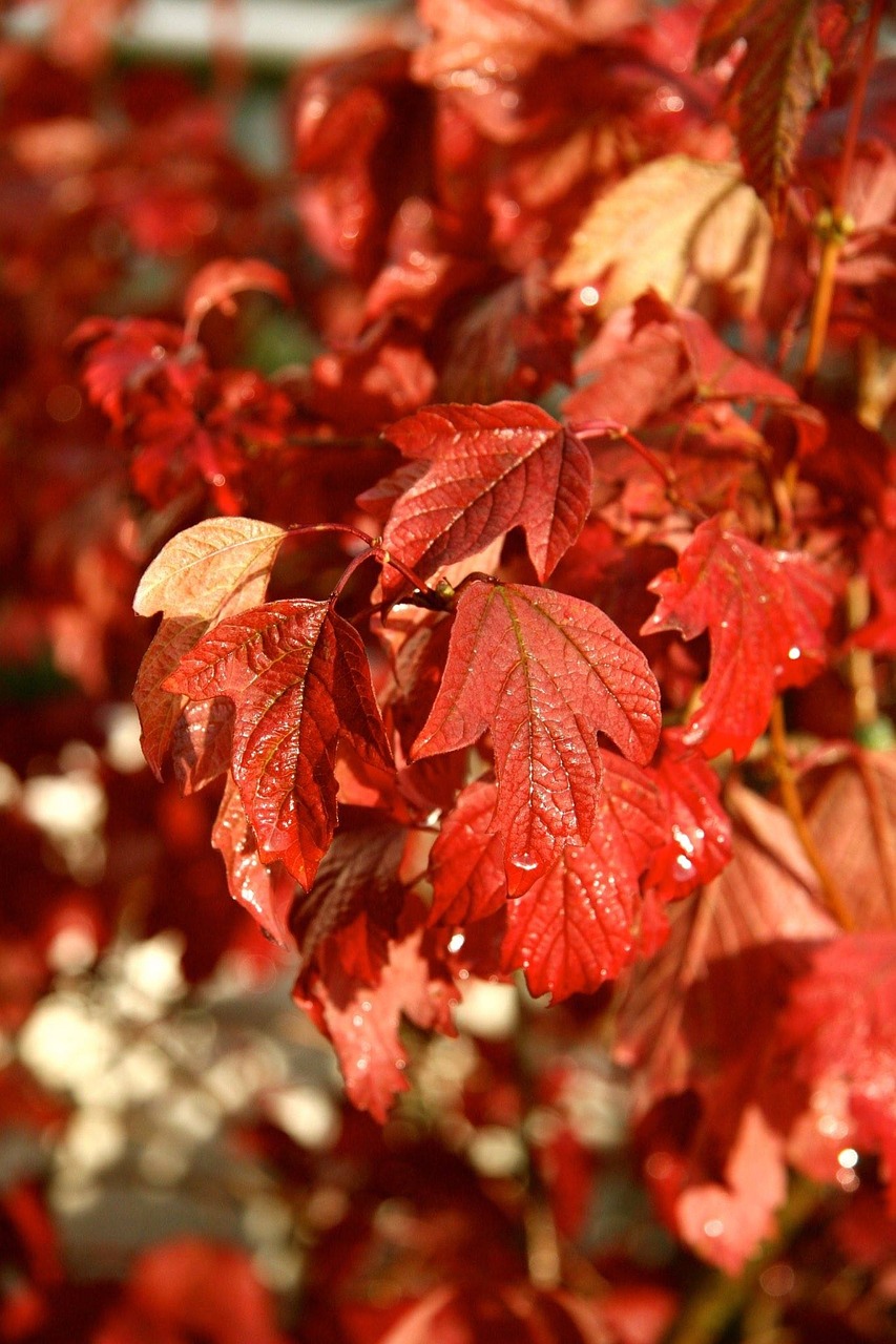 leaves autumn color free photo