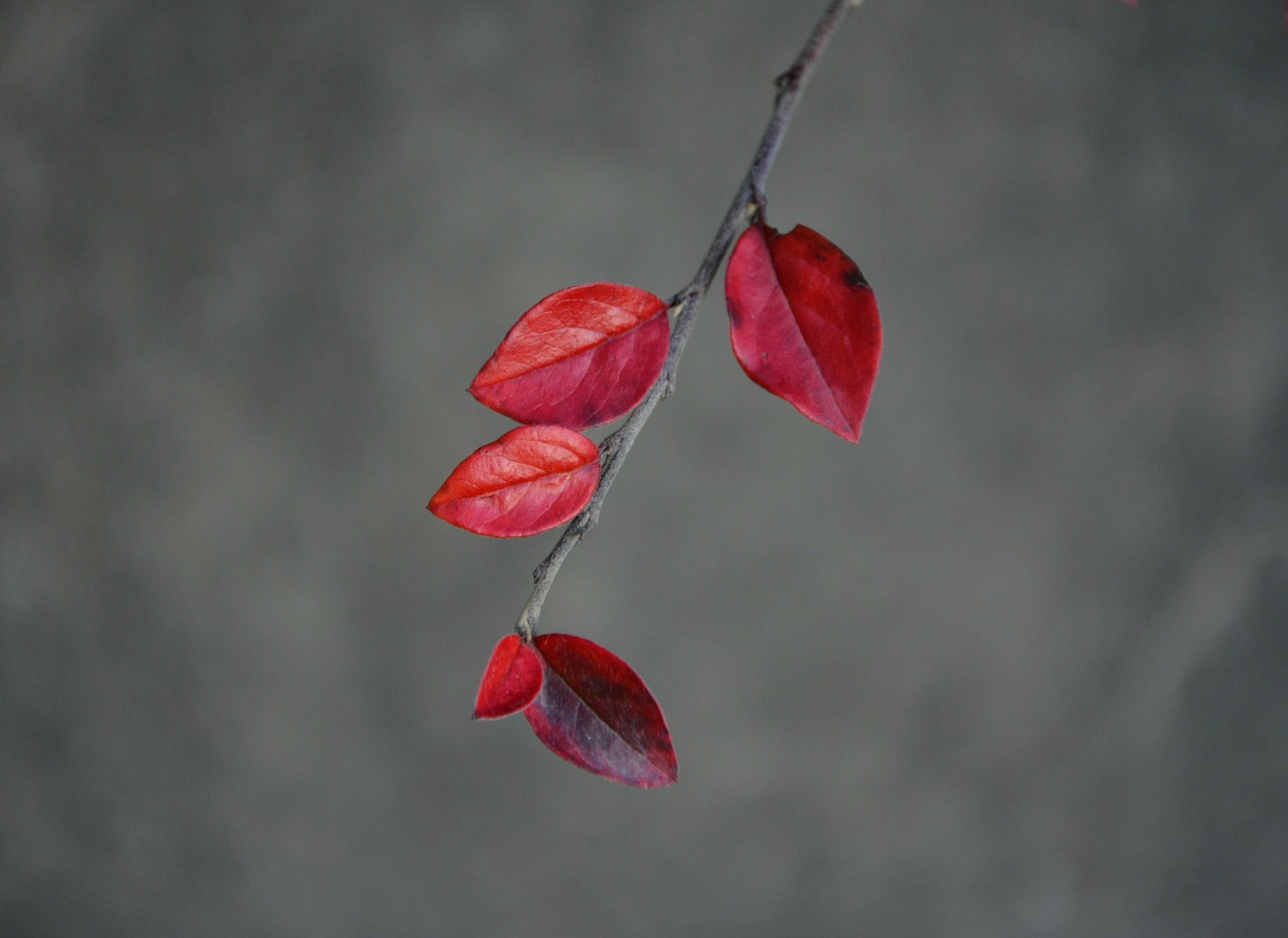 leaves red autumn free photo