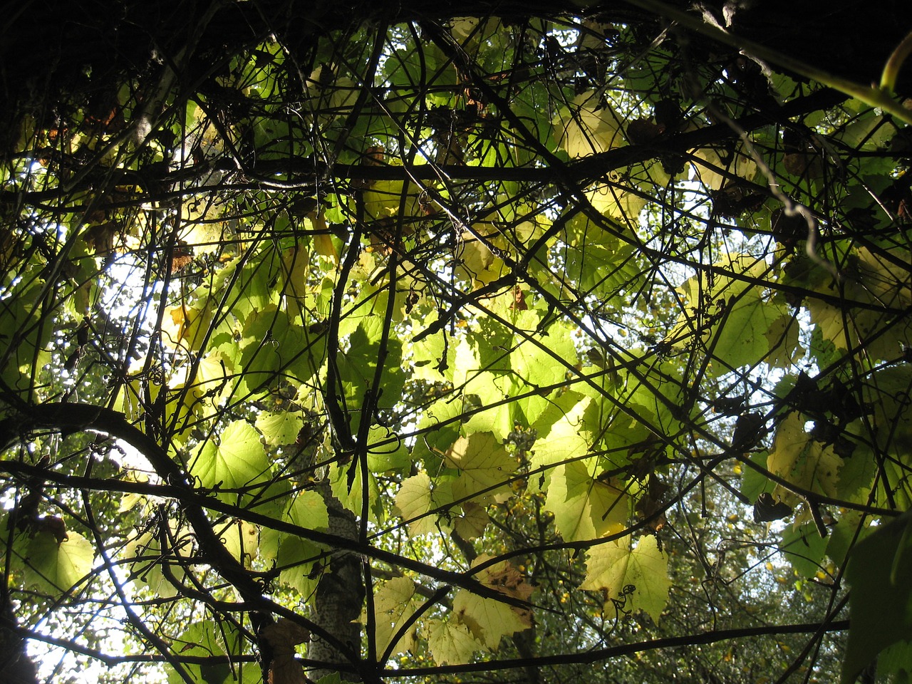 leaves wild grapes autumn lights free photo