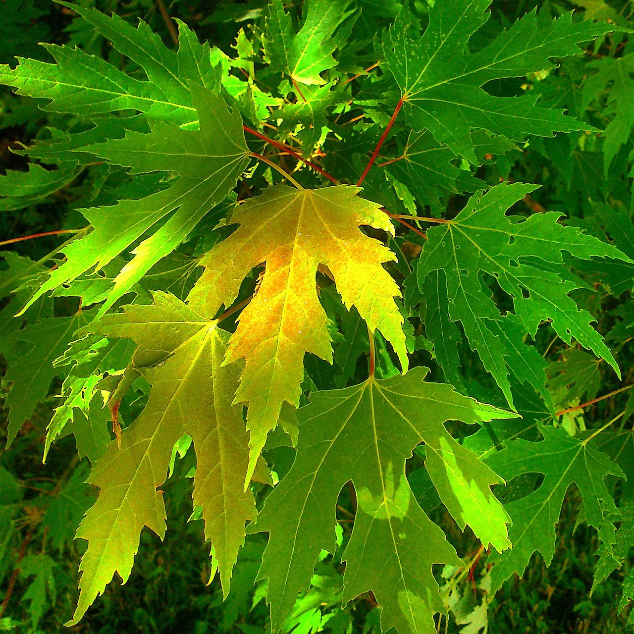 leaves nature day free photo