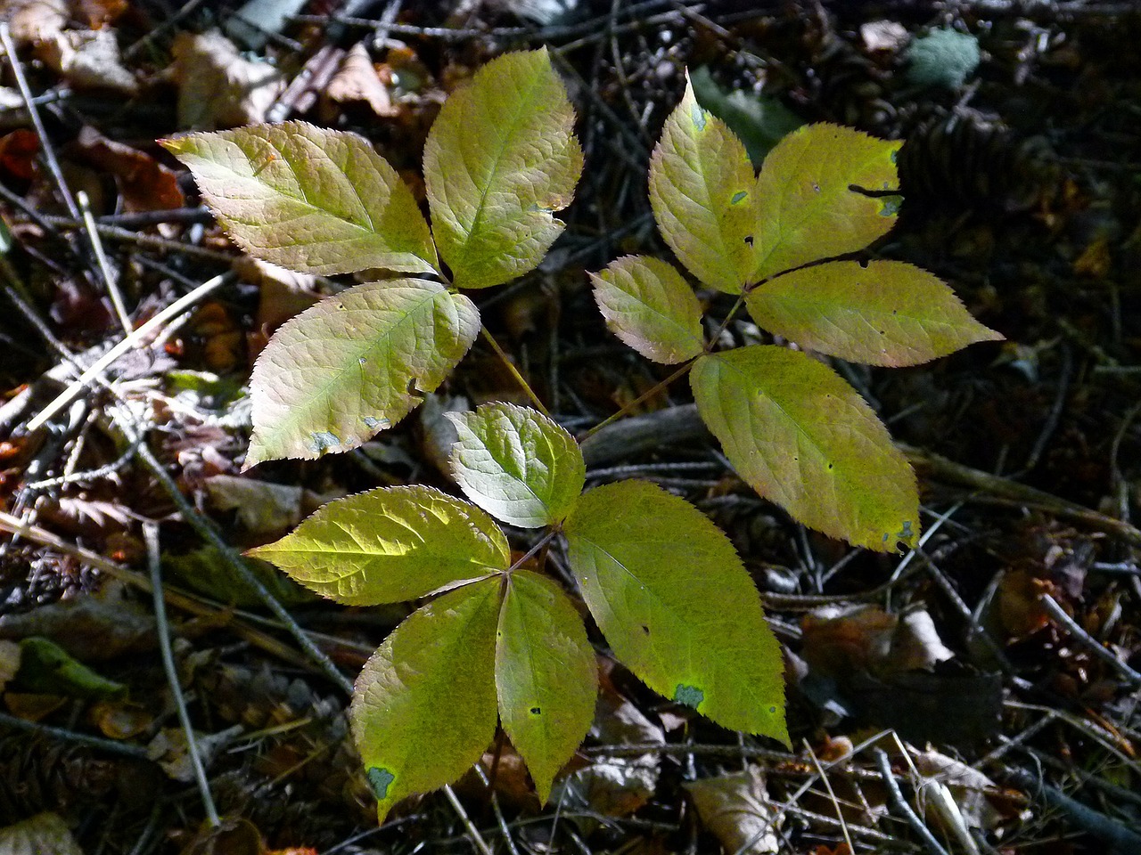 leaves forest nature free photo