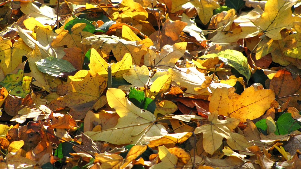 leaves autumn fall leaves free photo