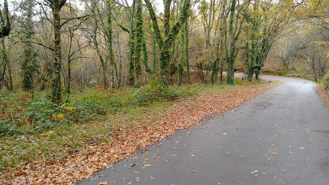 leaves trees road free photo