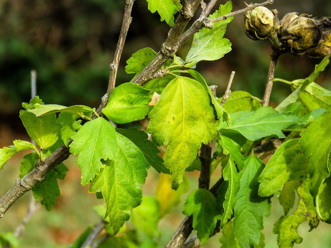 leaves green plant free photo