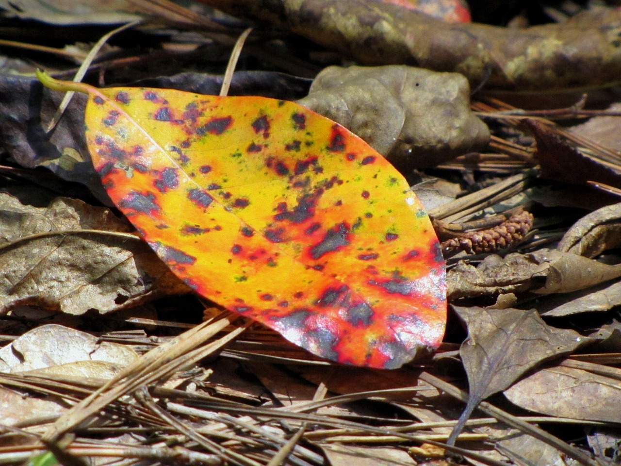 leaves autumn yellow leaf free photo