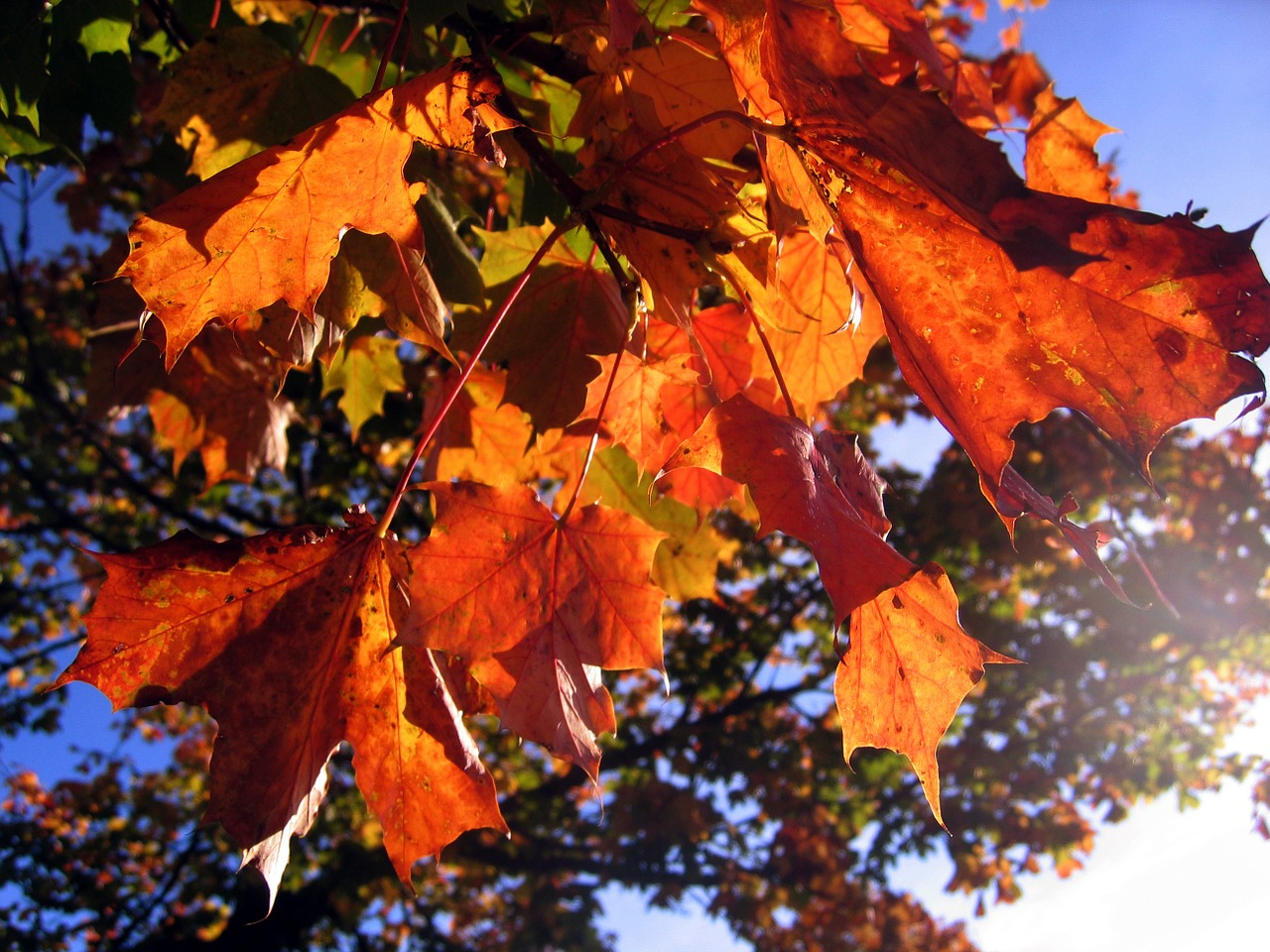 leaves autumn golden autumn free photo