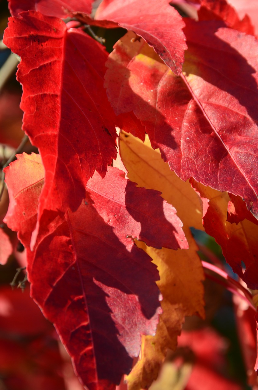 leaves autumn red free photo