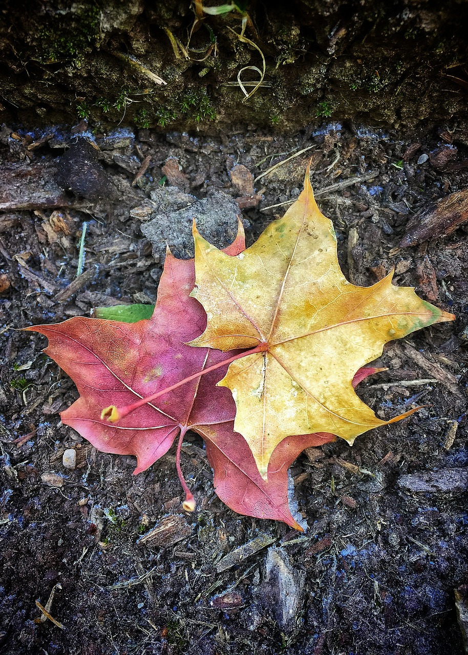 leaves autumn brown free photo