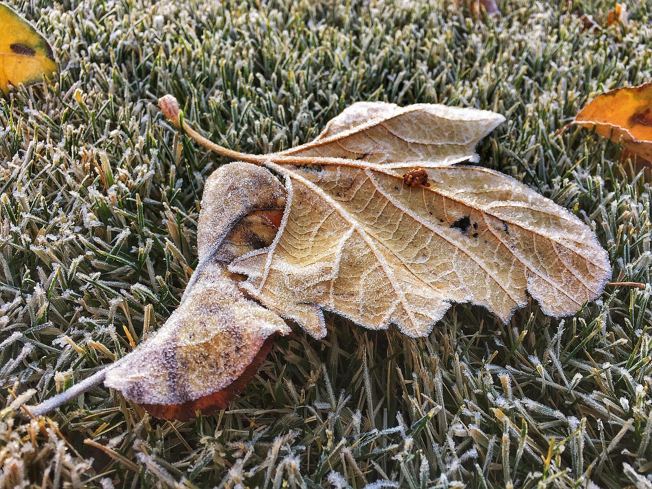 leaves frost winter free photo