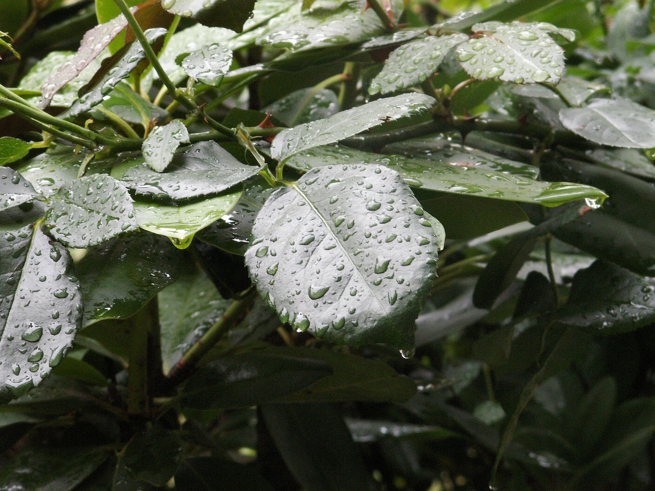 leaves rain nature free photo