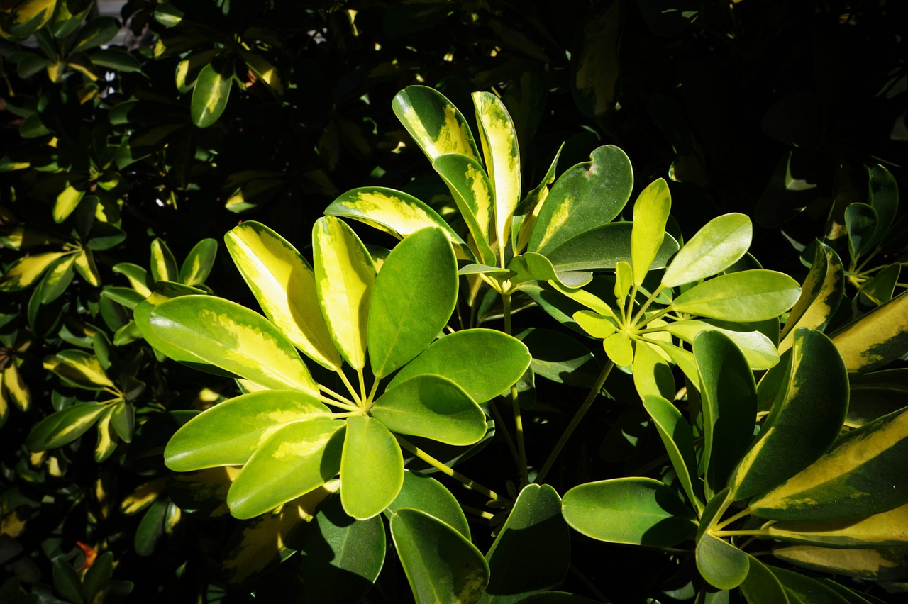 leaves plants nature free photo