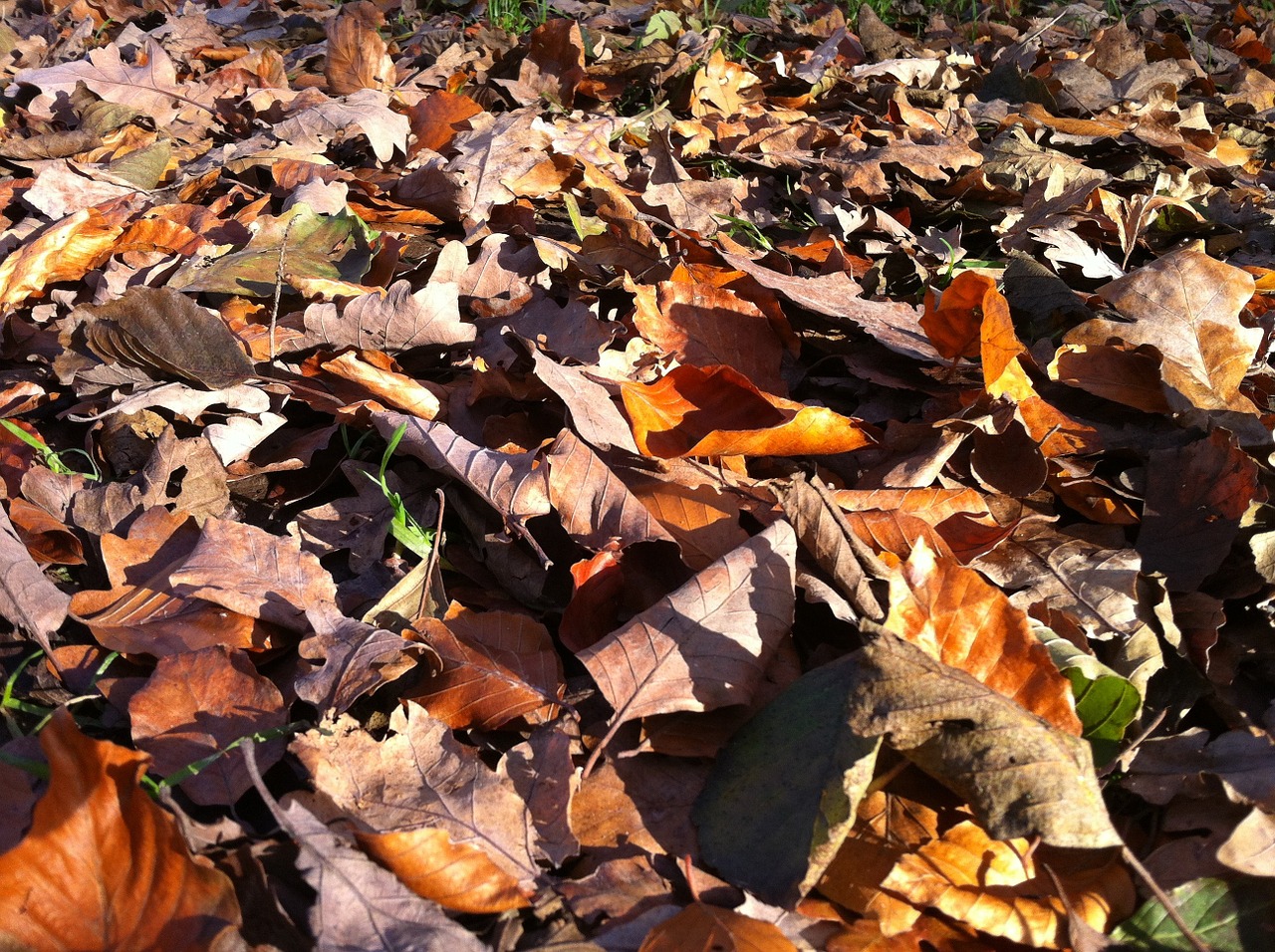 leaves fall leaves forest floor free photo