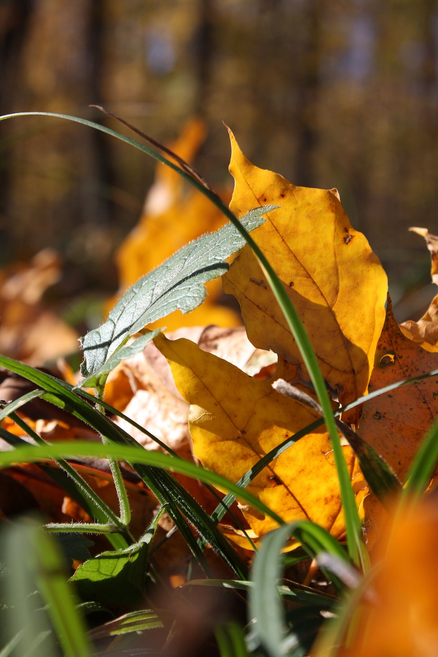 leaves autumn nature free photo