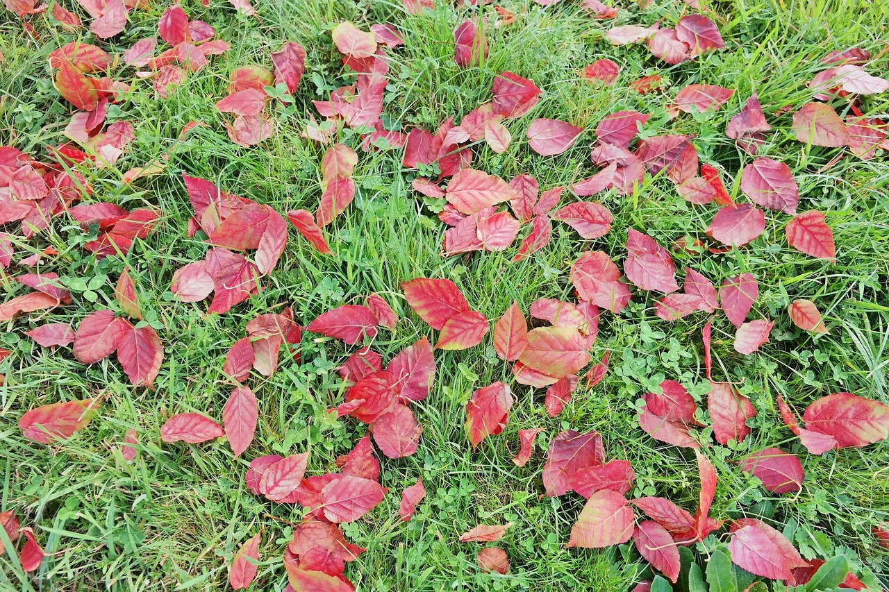 leaves grass red free photo