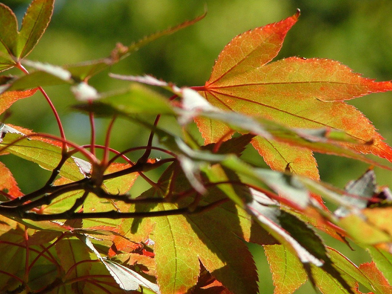 leaves autumn fall free photo